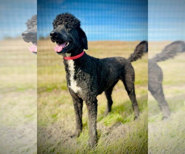 Medium Photo #3 Poodle (Standard) Puppy For Sale in Pacolet, SC, USA