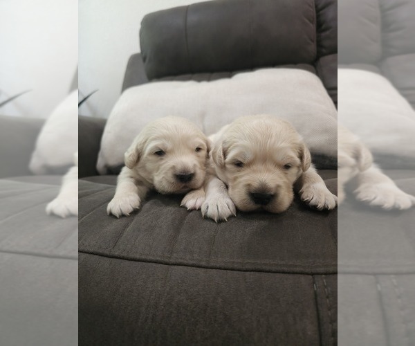 Medium Photo #5 Golden Retriever Puppy For Sale in ELVERTA, CA, USA