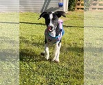 Small #3 Labrador Retriever Mix