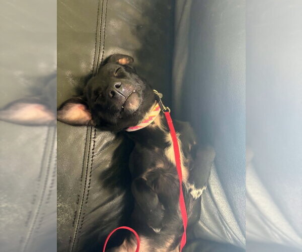 Medium Photo #4 Chihuahua-Unknown Mix Puppy For Sale in Mukwonago, WI, USA
