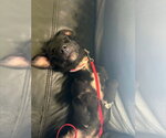 Small #3 Chihuahua Mix