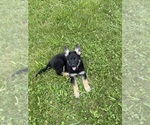 Small #8 German Shepherd Dog