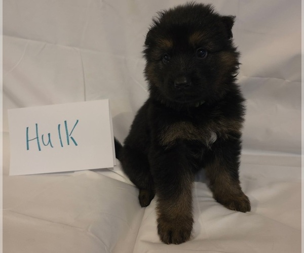 Medium Photo #4 German Shepherd Dog Puppy For Sale in ARLINGTON, TX, USA