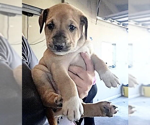 Medium Photo #1 German Shepherd Dog-Unknown Mix Puppy For Sale in Houston, TX, USA