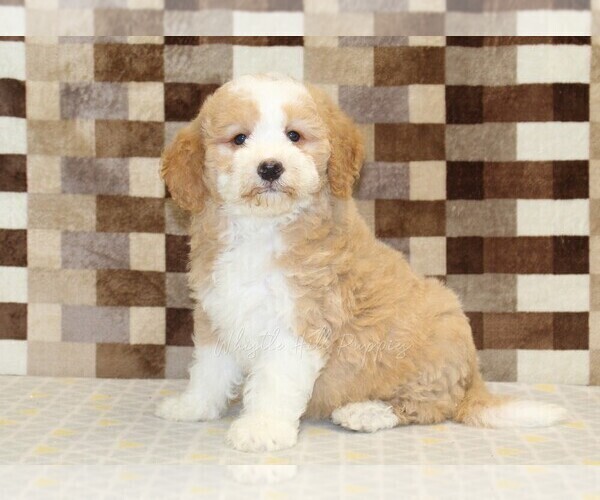 Medium Photo #1 Bernedoodle (Miniature) Puppy For Sale in DENVER, PA, USA