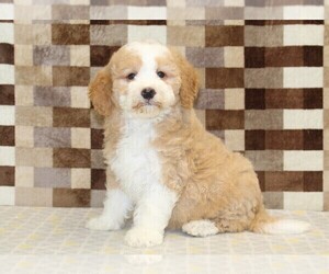 Bernedoodle (Miniature) Puppy for sale in DENVER, PA, USA