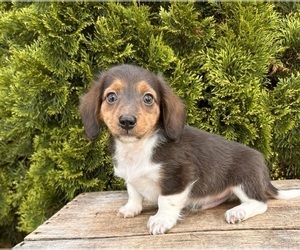 Dachshund Puppy for Sale in MIDDLEBURY, Indiana USA