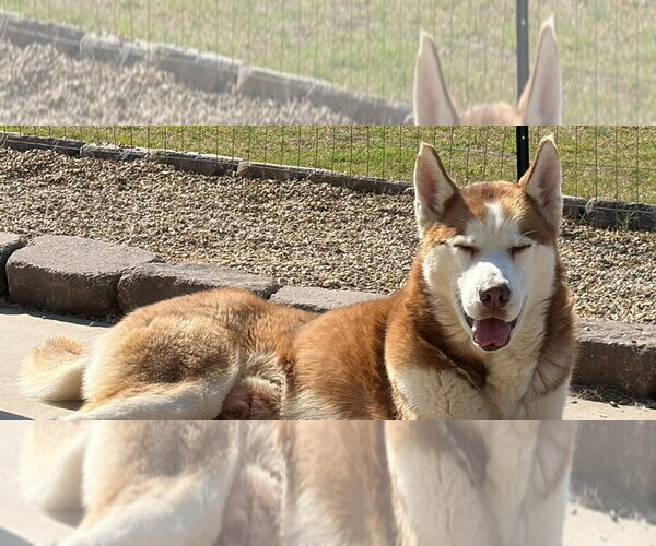 Medium Photo #1 Siberian Husky Puppy For Sale in Omaha, NE, USA