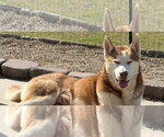 Small Siberian Husky