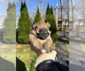 Pomeranian Puppy for sale in JACKSON, NJ, USA