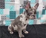 Small Photo #14 French Bulldog Puppy For Sale in BLAKESBURG, IA, USA