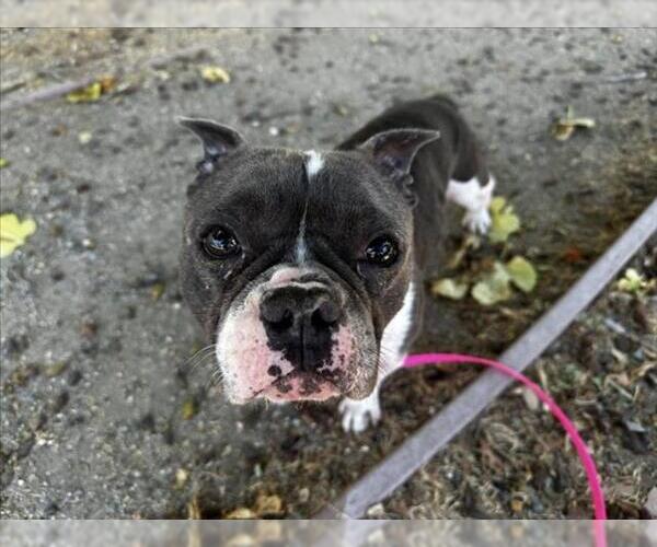 Medium Photo #1 French Bulldog Puppy For Sale in Martinez, CA, USA