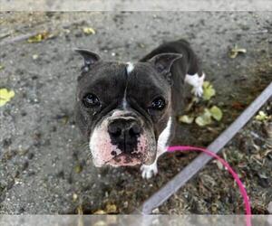 Medium French Bulldog