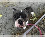 Small French Bulldog