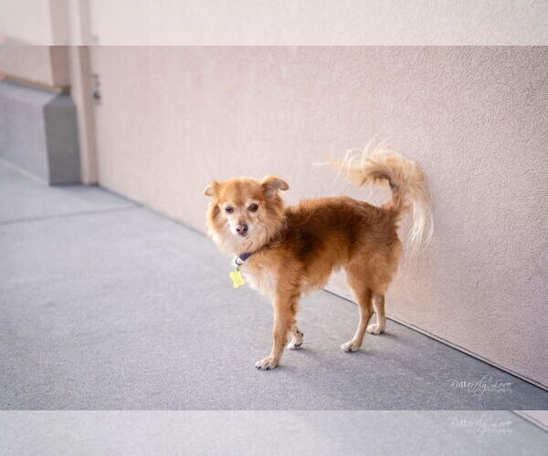 Medium Photo #8 Pomeranian-Unknown Mix Puppy For Sale in Sandy, UT, USA