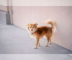 Small #7 Pomeranian Mix