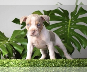 American Bully Puppy for Sale in DELTONA, Florida USA