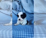Small #1 Zuchon