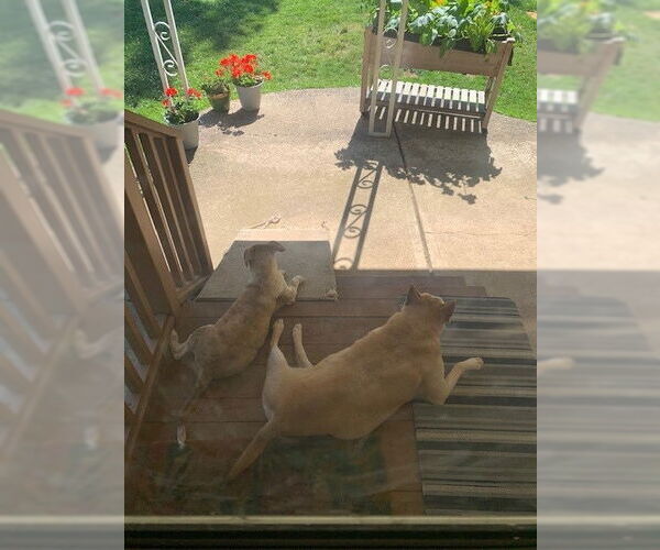 Medium Photo #10 Mutt Puppy For Sale in Garden City, NY, USA