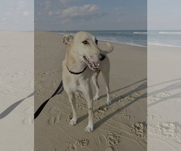 Medium Photo #4 Mutt Puppy For Sale in Norfolk, VA, USA