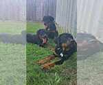 Small Photo #1 Rottweiler Puppy For Sale in SPRING, TX, USA