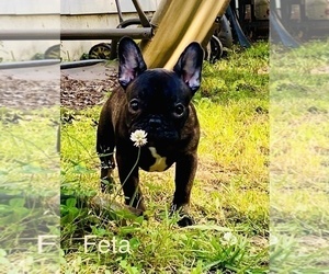 French Bulldog Puppy for sale in DALLAS, GA, USA