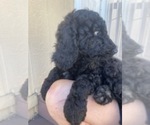 Small Photo #1 Poodle (Standard) Puppy For Sale in ESCONDIDO, CA, USA