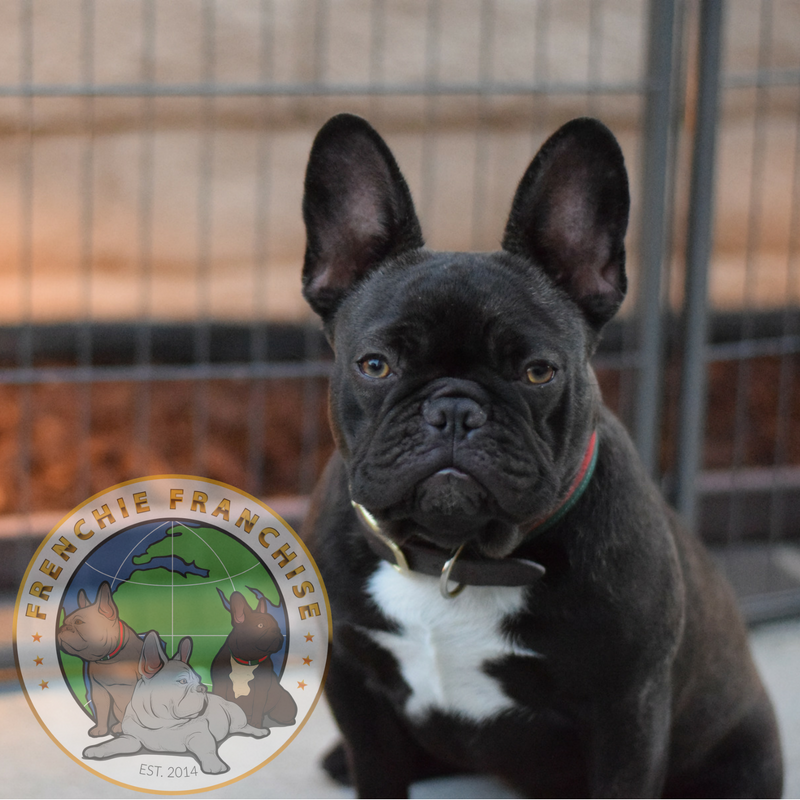 Medium Photo #1 French Bulldog Puppy For Sale in INGLEWOOD, CA, USA