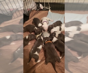 American Bully Puppy for sale in PORTSMOUTH, VA, USA