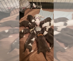 American Bully Puppy for sale in PORTSMOUTH, VA, USA