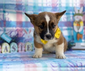 French Bulldog-Pembroke Welsh Corgi Mix Puppy for sale in LANCASTER, PA, USA