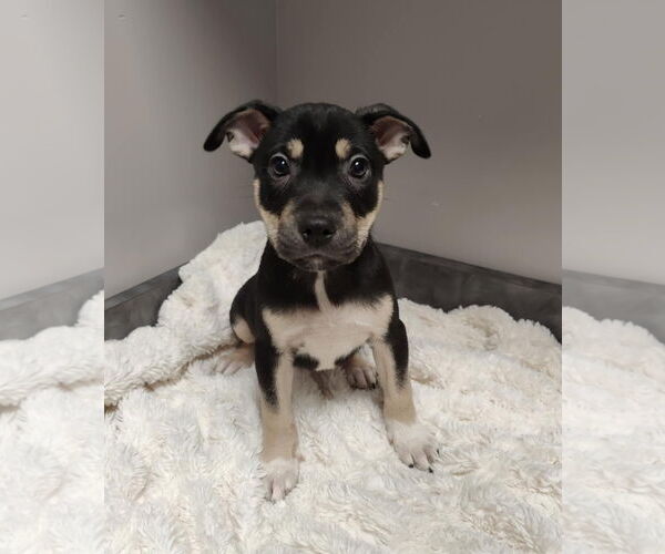 Medium Photo #11 Labrador Retriever-Unknown Mix Puppy For Sale in St. Louis Park, MN, USA