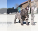 Small #2 French Bulldog