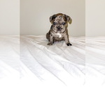 Small Photo #18 French Bulldog Puppy For Sale in GIG HARBOR, WA, USA
