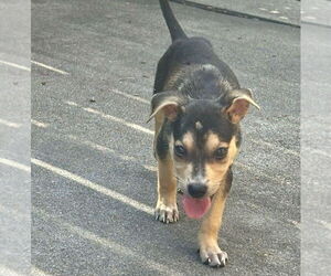 Medium Chihuahua Mix