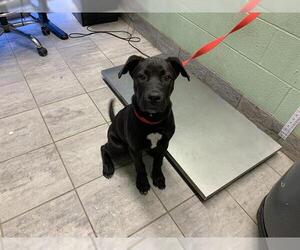 Labrador Retriever-Unknown Mix Dogs for adoption in Grand Prairie, TX, USA