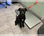 Small Labrador Retriever Mix