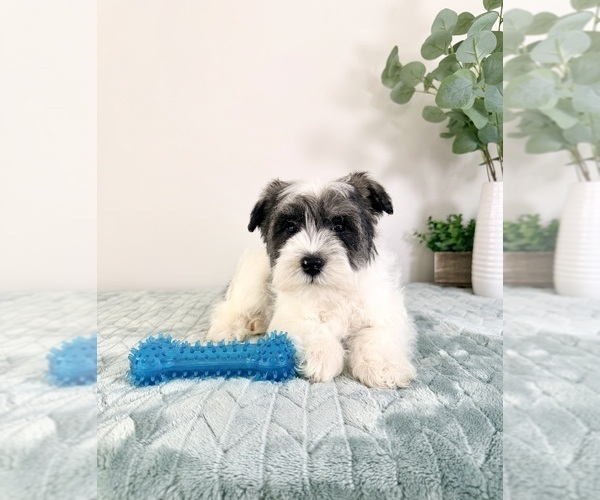 Medium Photo #3 Schnauzer (Miniature) Puppy For Sale in GREENFIELD, IN, USA