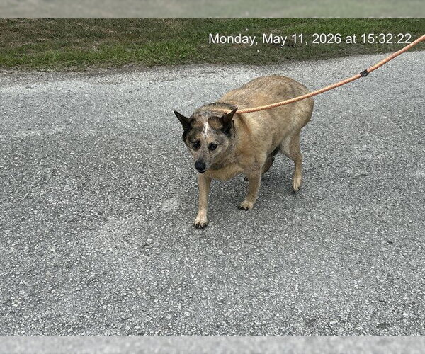 Medium Photo #1 Mutt Puppy For Sale in Ocala, FL, USA