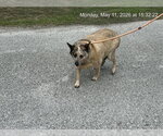 Small Mutt