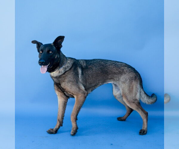 Medium Photo #2 Mutt Puppy For Sale in Pasadena, CA, USA
