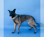 Small #1 Mutt