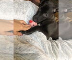 Small #11 Labrador Retriever