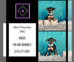 Small Photo #6 Miniature Pinscher Puppy For Sale in WARSAW, IN, USA