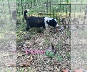 Sheepadoodle Puppy for sale in BAILEYTON, TN, USA