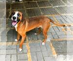 Small #3 Beagle-Redbone Coonhound Mix