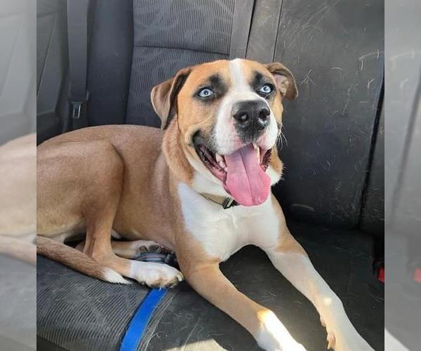 Medium Photo #2 German Shepherd Dog-Siberian Husky Mix Puppy For Sale in Las Vegas, NV, USA