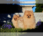 Small Photo #6 Pomeranian Puppy For Sale in WOOD DALE, IL, USA