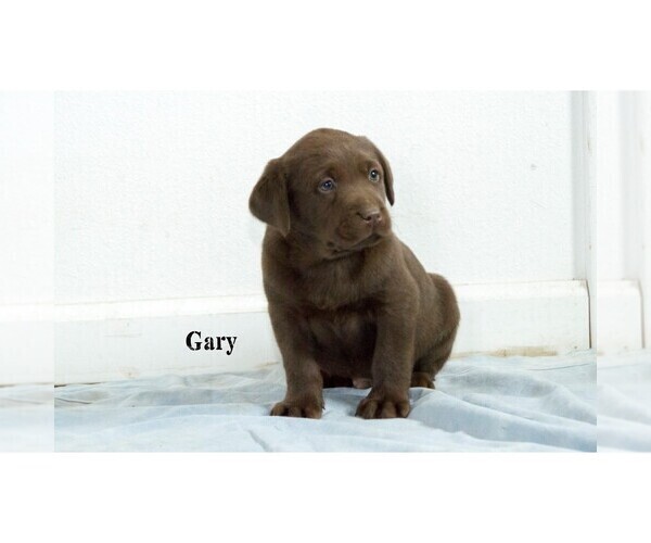 Medium Photo #3 Labrador Retriever Puppy For Sale in CLARE, MI, USA