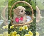 Small #2 Cav-A-Malt-Maltese Mix